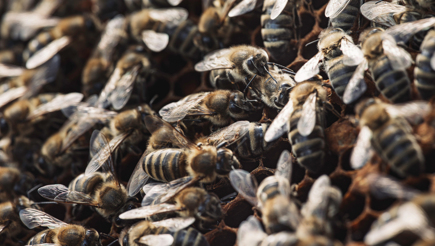 пчелы, зима