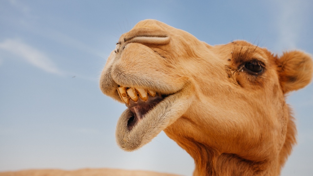 верблюд