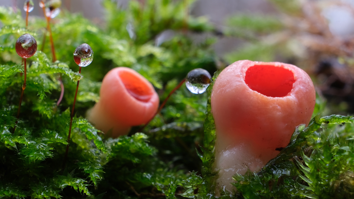 как выглядит эльфова чаша