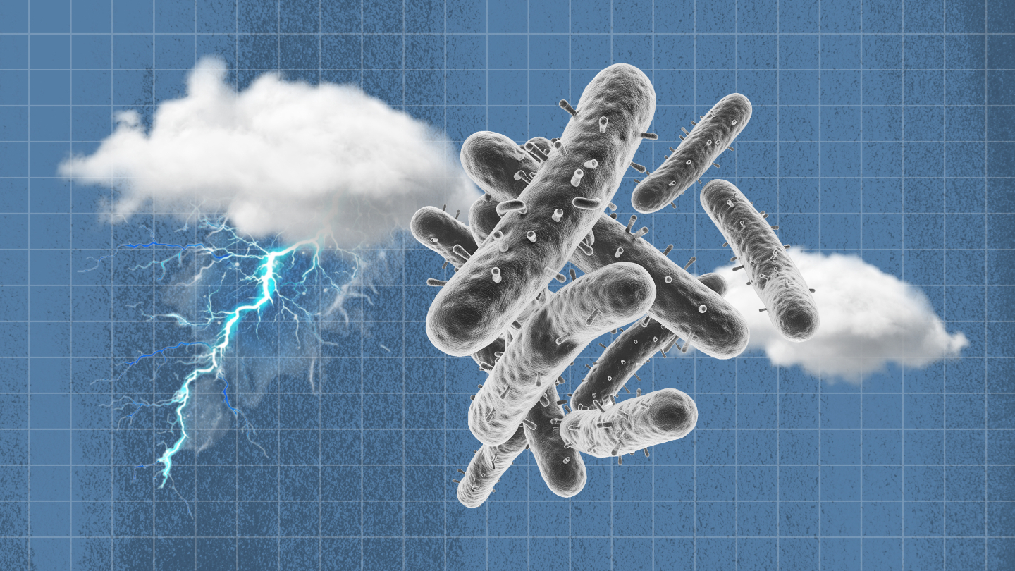 молоко, бактерии