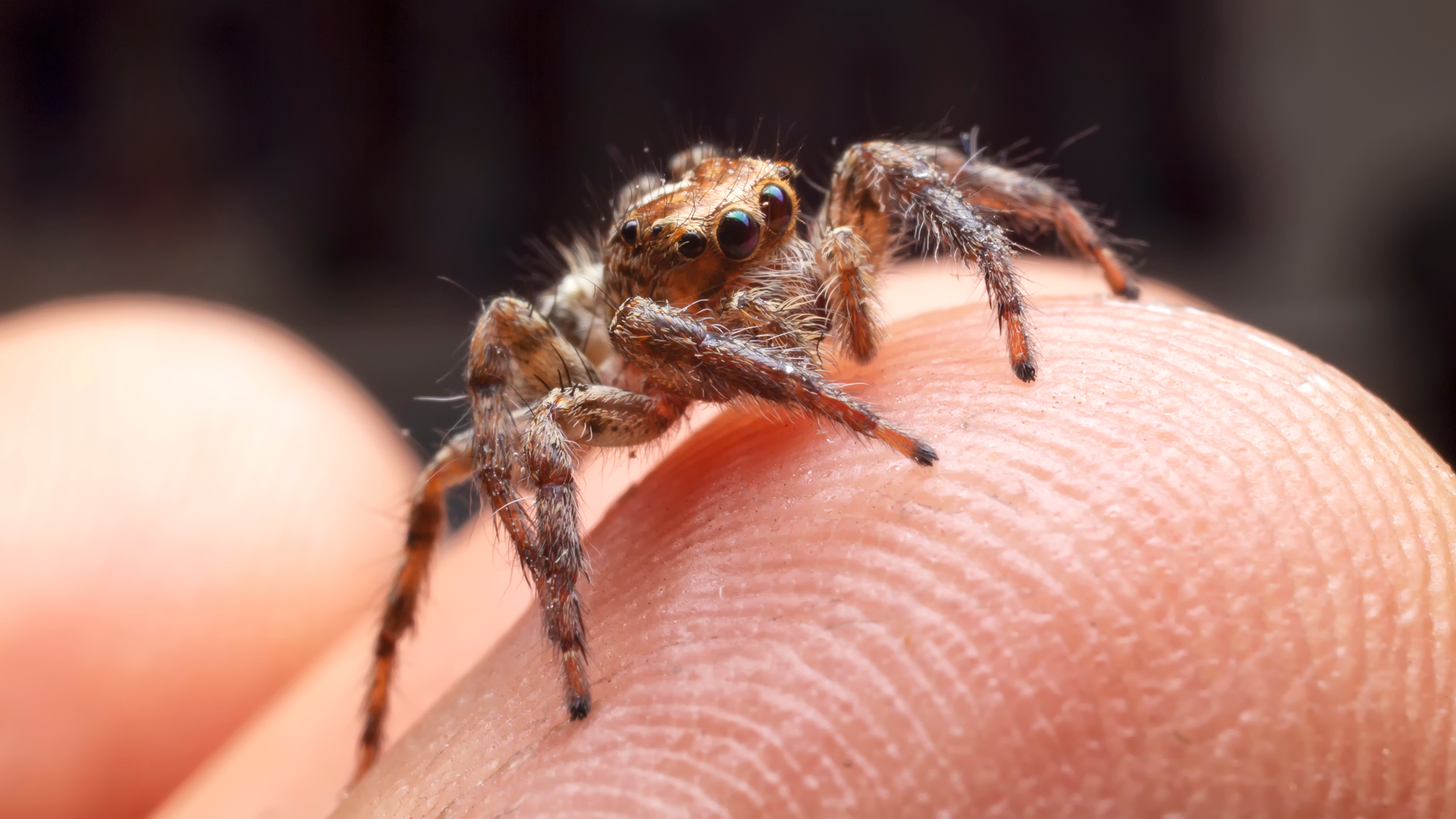 опасны ли для человека