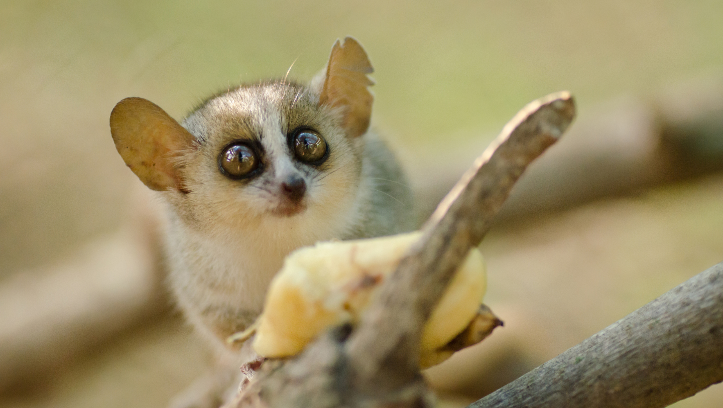 животные, спячка