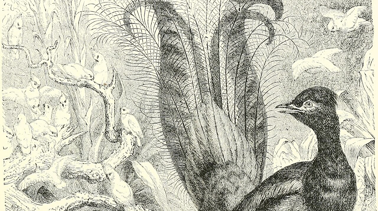 Лирохвост, песня