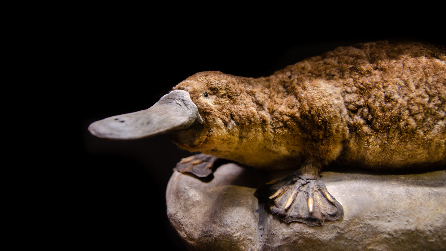 Кто такой утконос