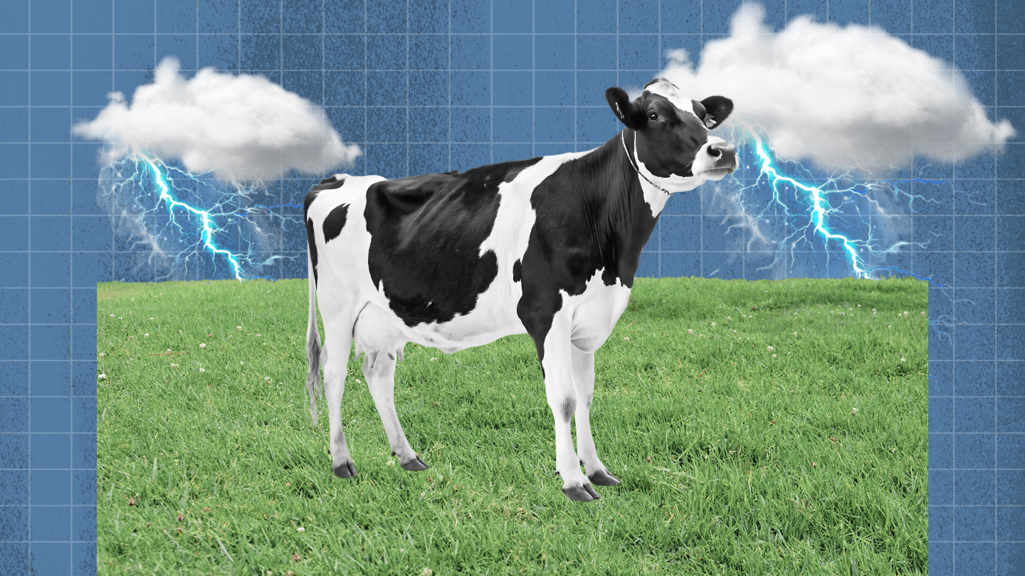 гроза, корова, молоко
