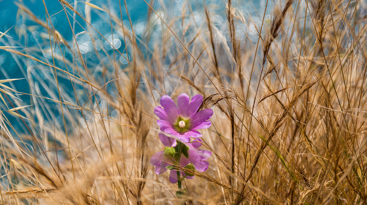 Лето это маленькая жизнь!