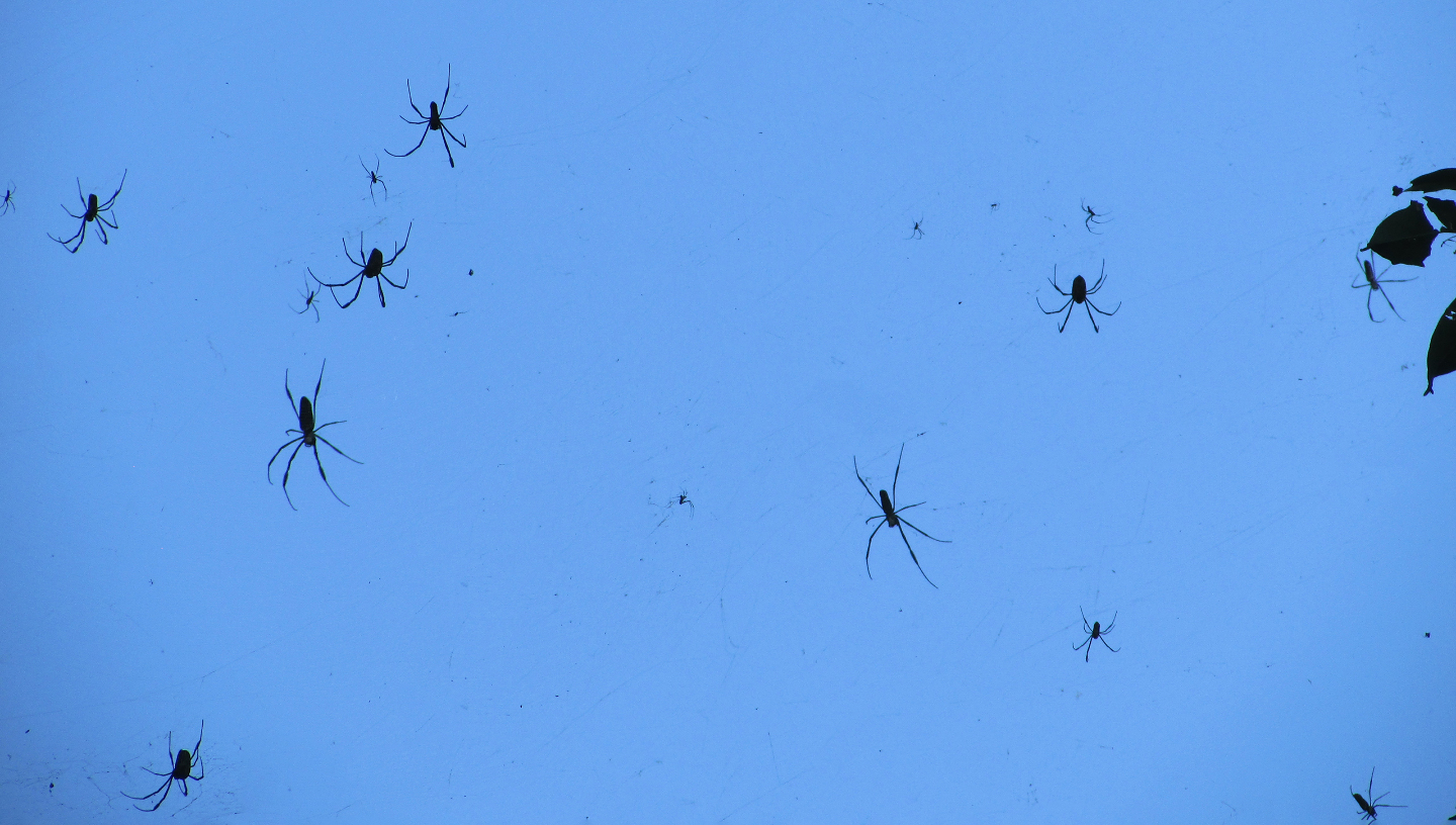 Живой дождь