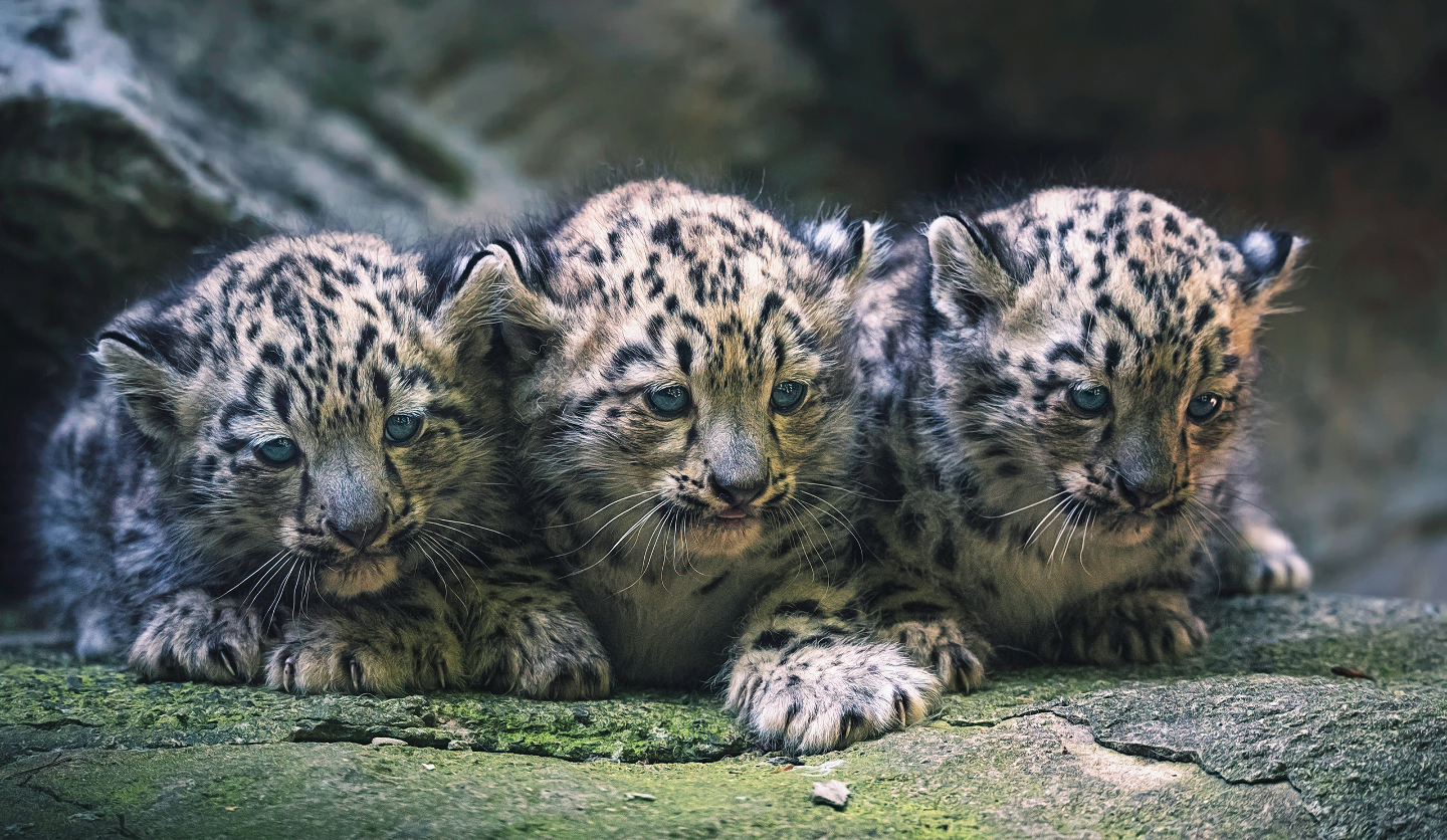 образ жизни снежного барса