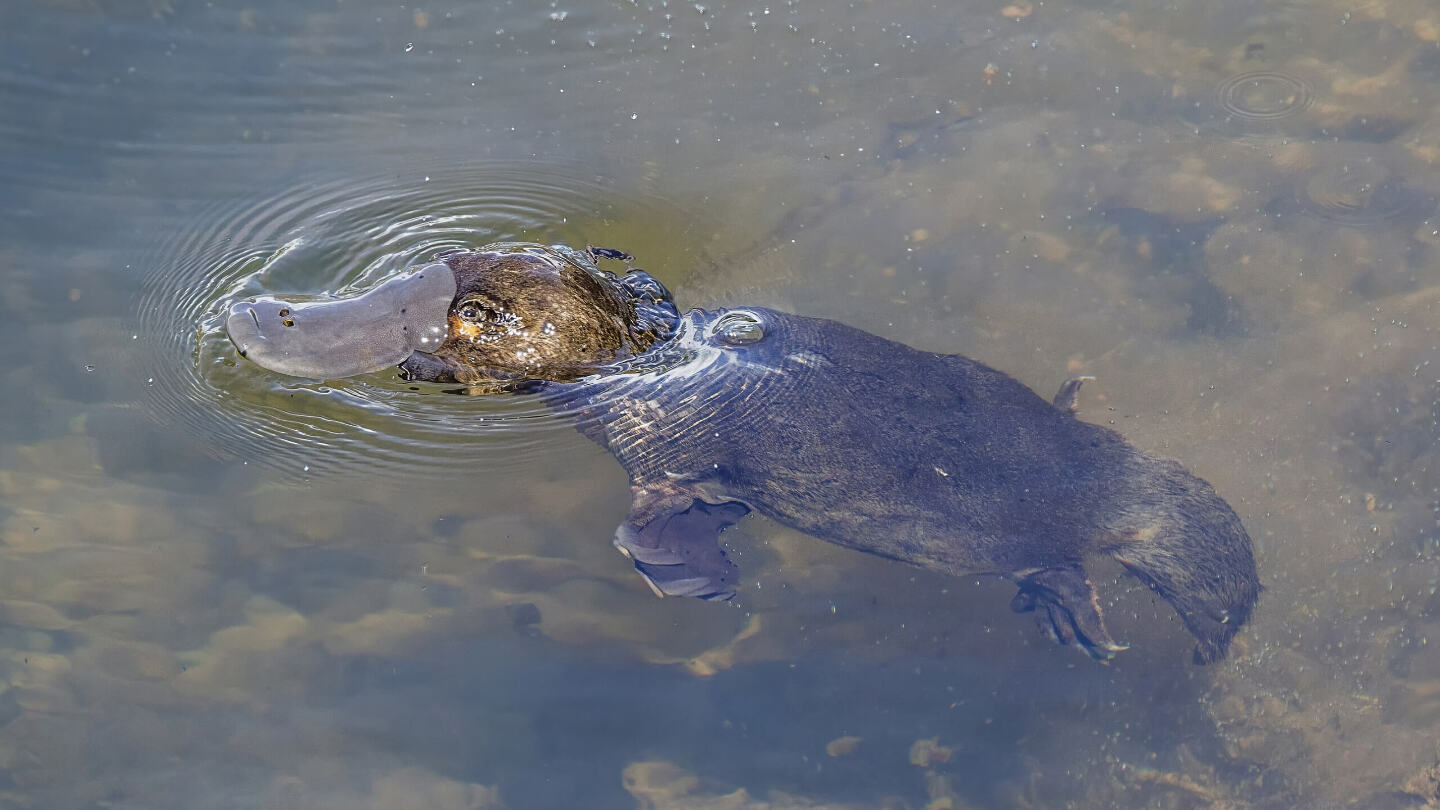 Интересные факты об утконосе