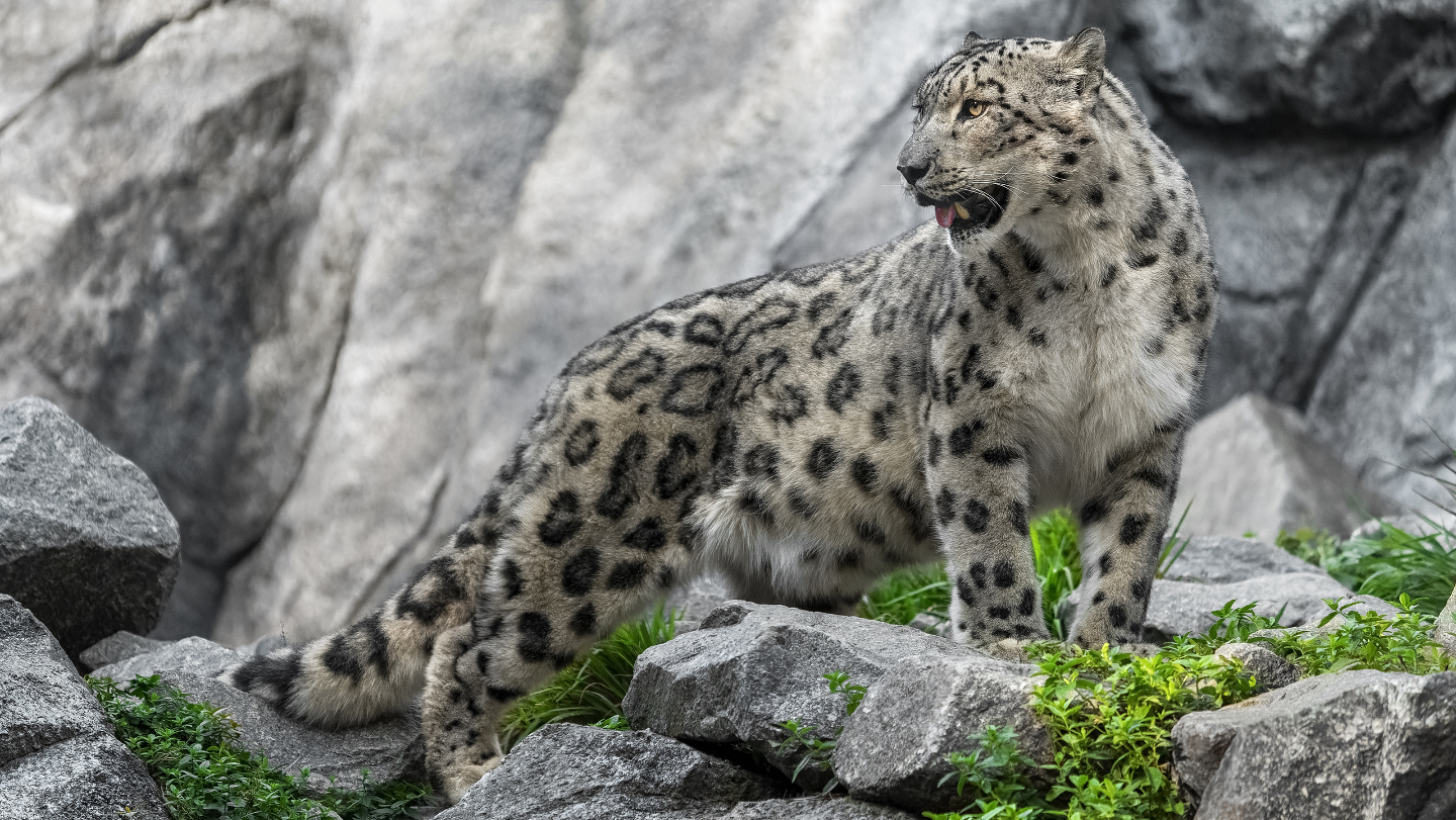  сколько особей осталось