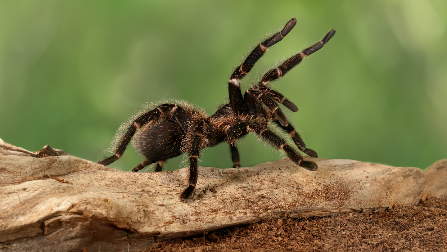 паук-птицеед