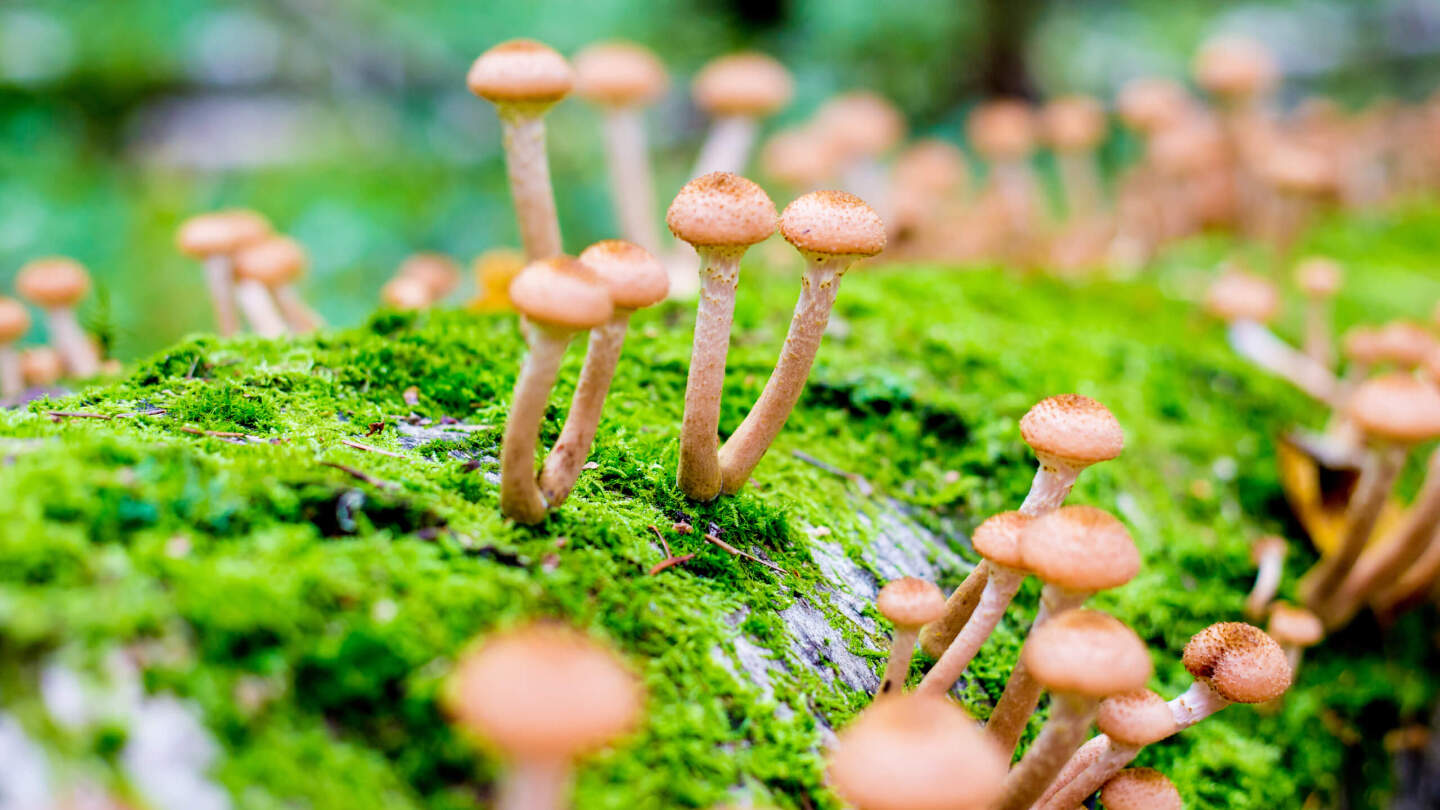 тяжелые металлы