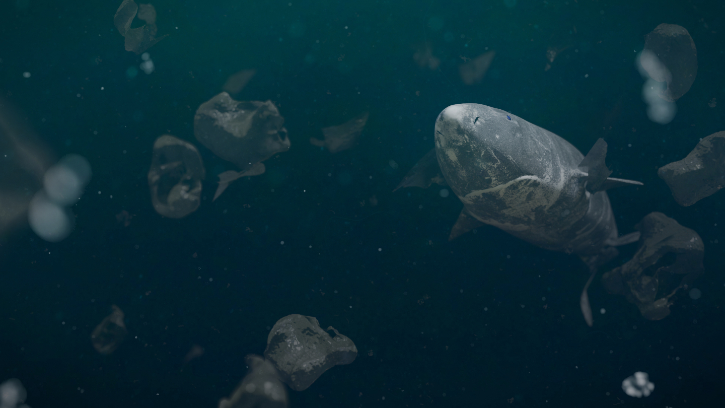 Гренландская акула