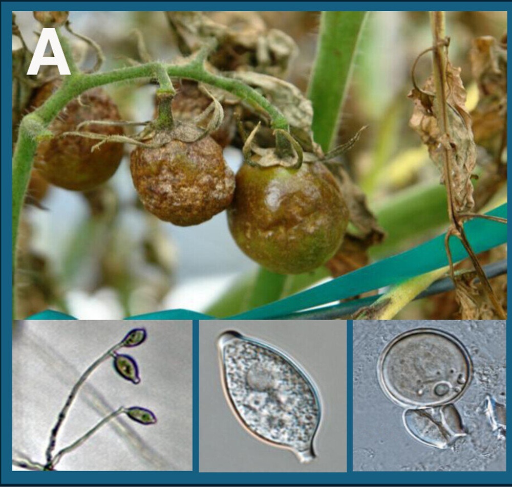 Phytophthora infestans