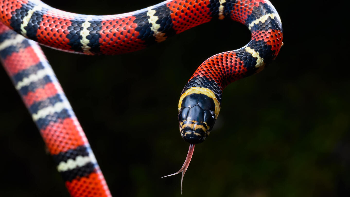 Кусают ли ядовитые змеи друг друга