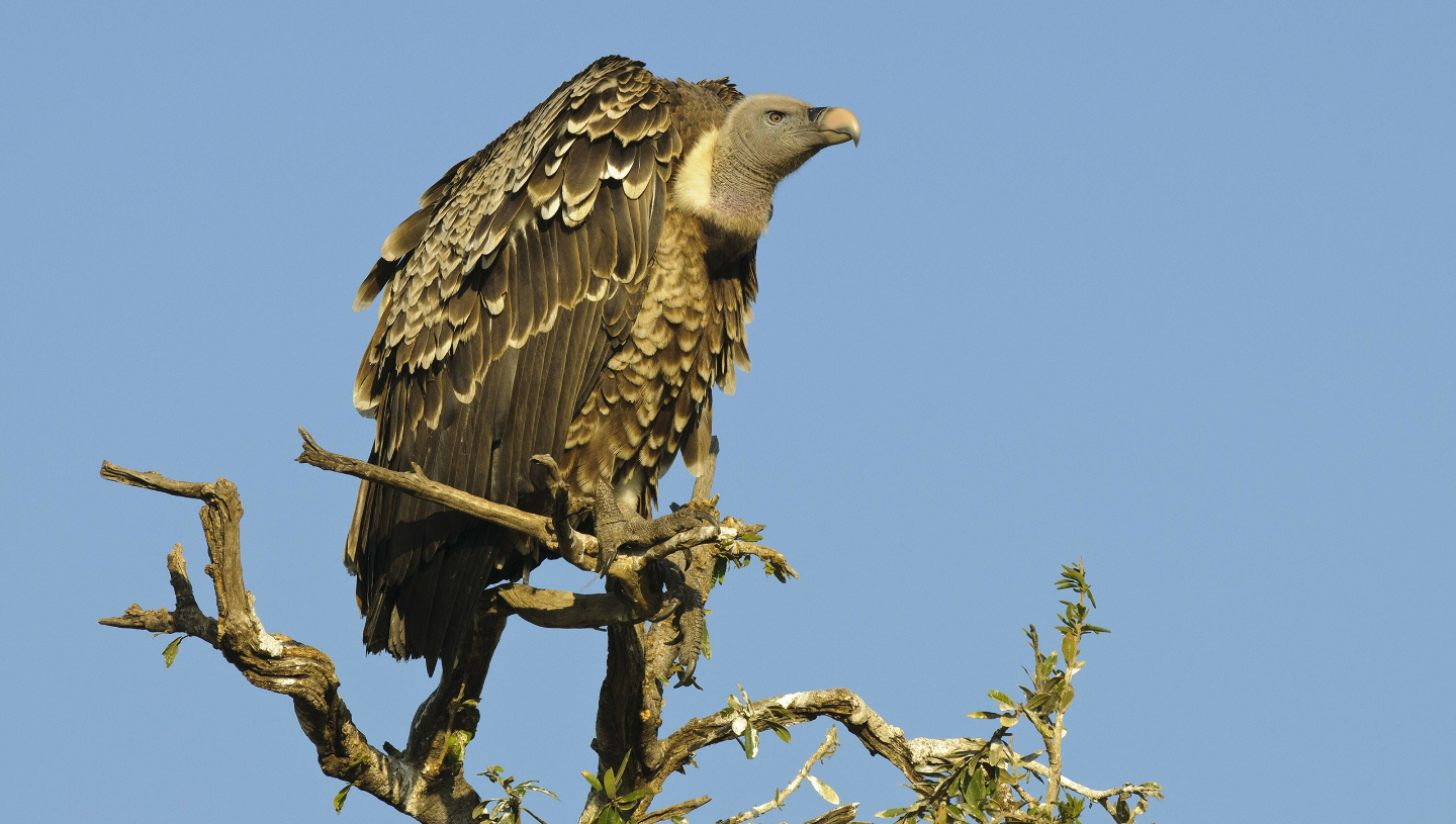 Африканский сип