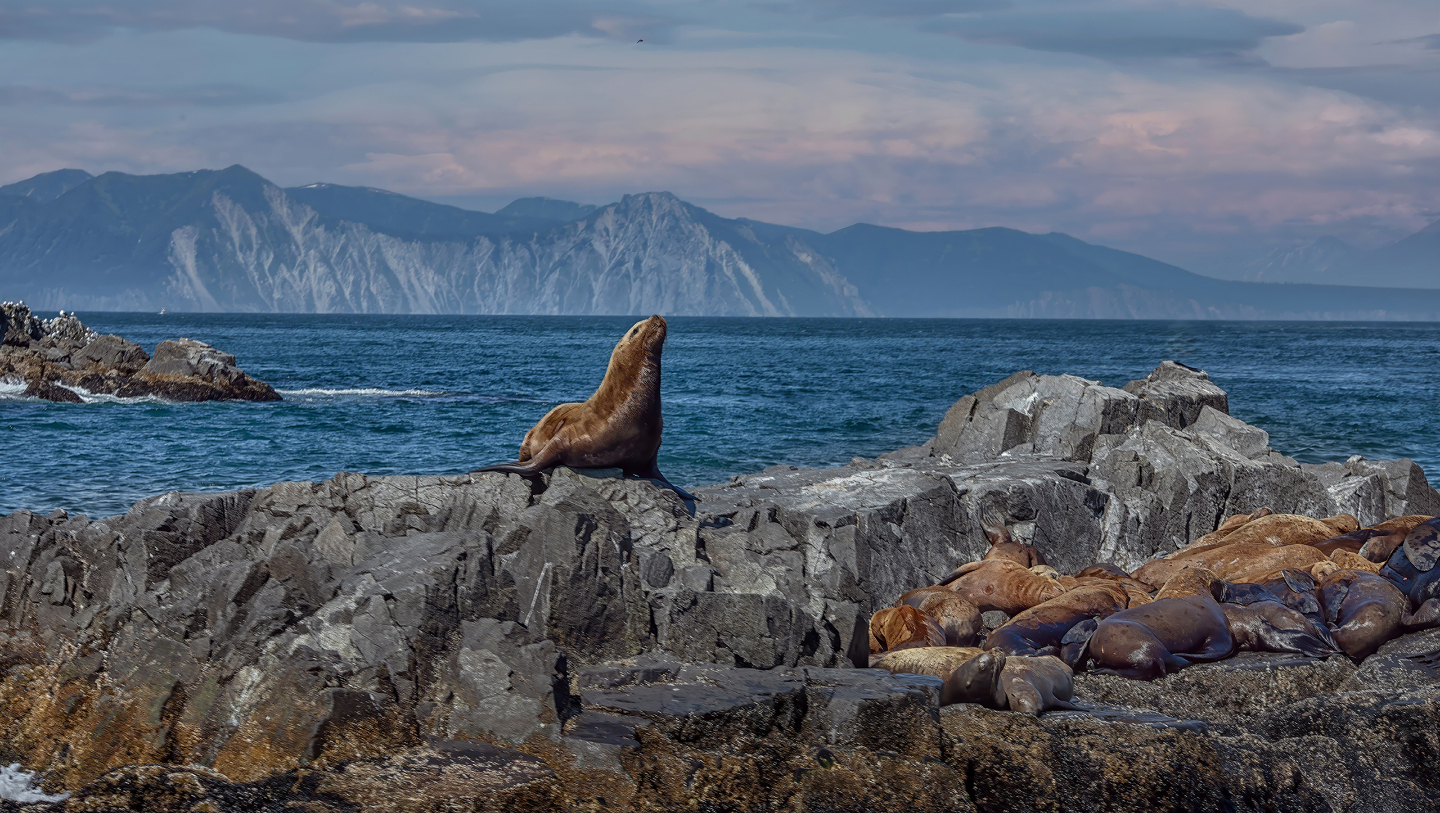 Сивуч. Сивучи — удивительные морские млекопитающие, обитающие в северных водах Тихого океана. Эти крупные создания достигают до 3 метров в длину и весом до 300 килограммов! Живут колониями на скалах и пляжах, где отдыхают на солнце и охотятся на рыбу и моллюсков