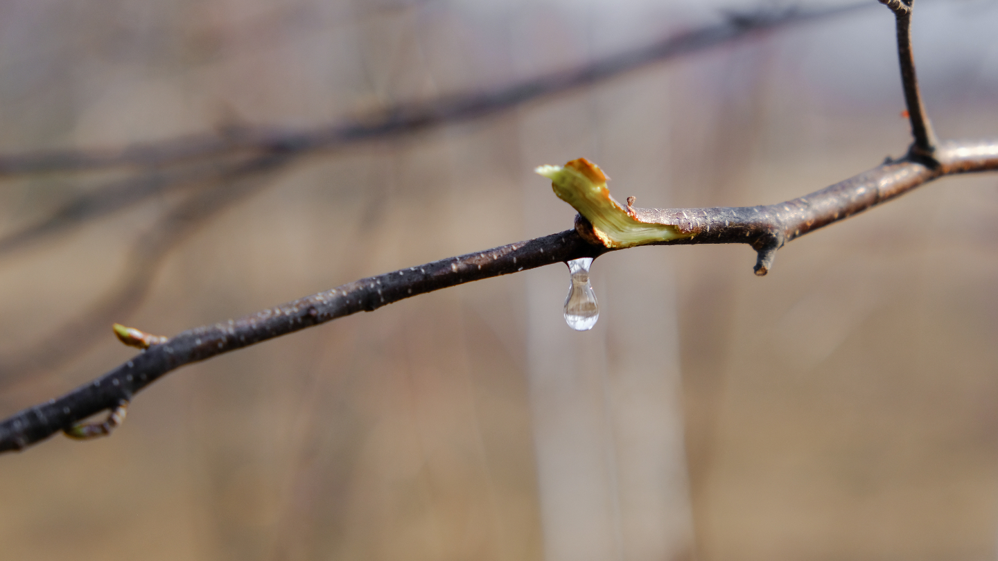 береза плачет