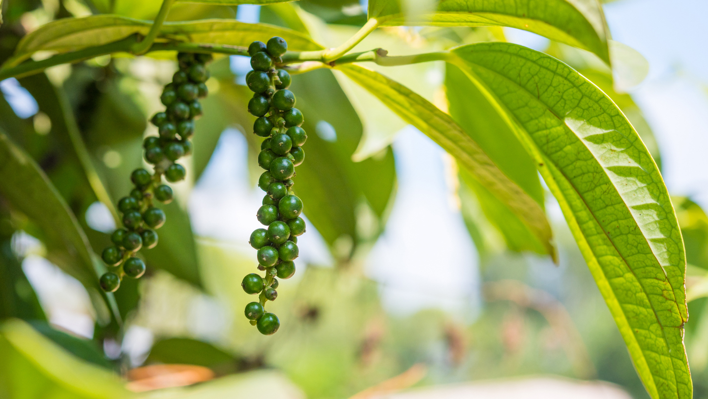 сеймейство перечные