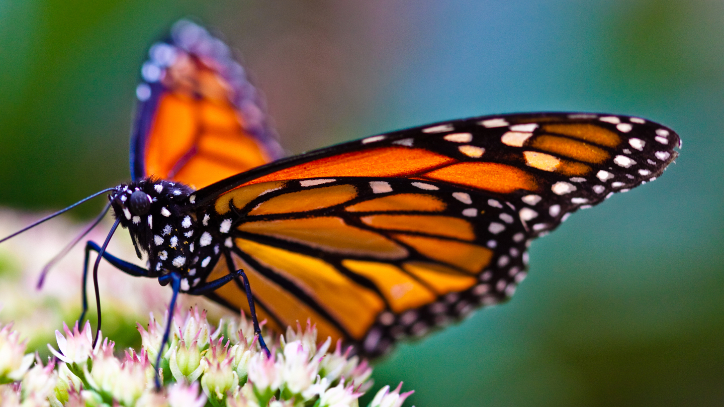 бабочка-монарх