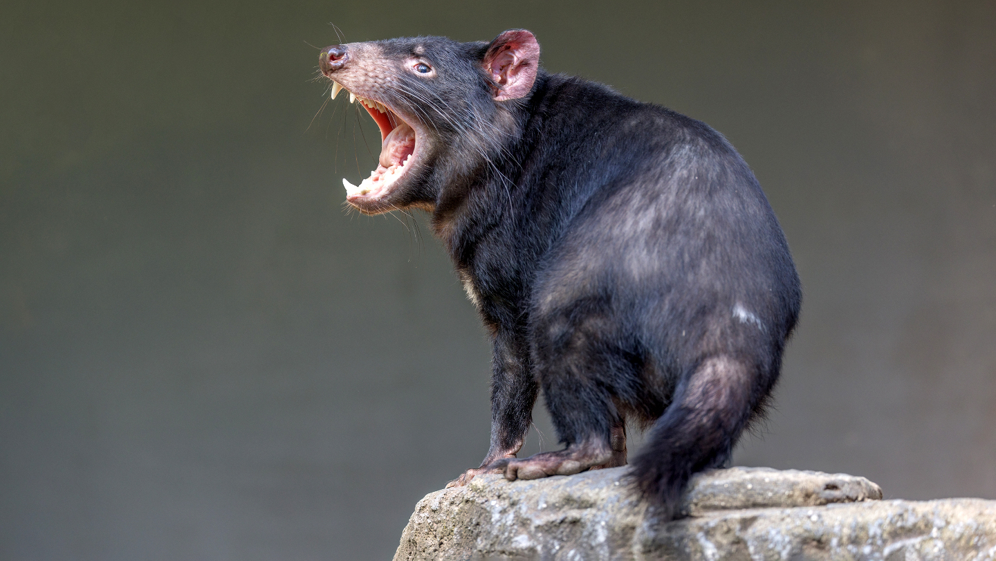 тасманский дьявол