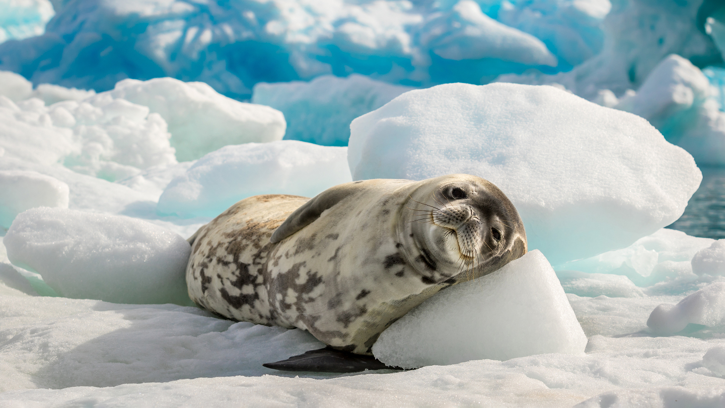 Зимние фотографии из жизни животных снегу, Vaclav, Vladymyr, Ondrej, Bachkova, ктото, зимой, стадо, исландских, будить, Небольшое, ProsickyShutterstockFOTODOMВетреный, лошадей, тигра, амурского, пробежка, BurdiakShutterstockFOTODOMБодрящая, преображает, весны, nataliatamkovichShutterstockFOTODOMА