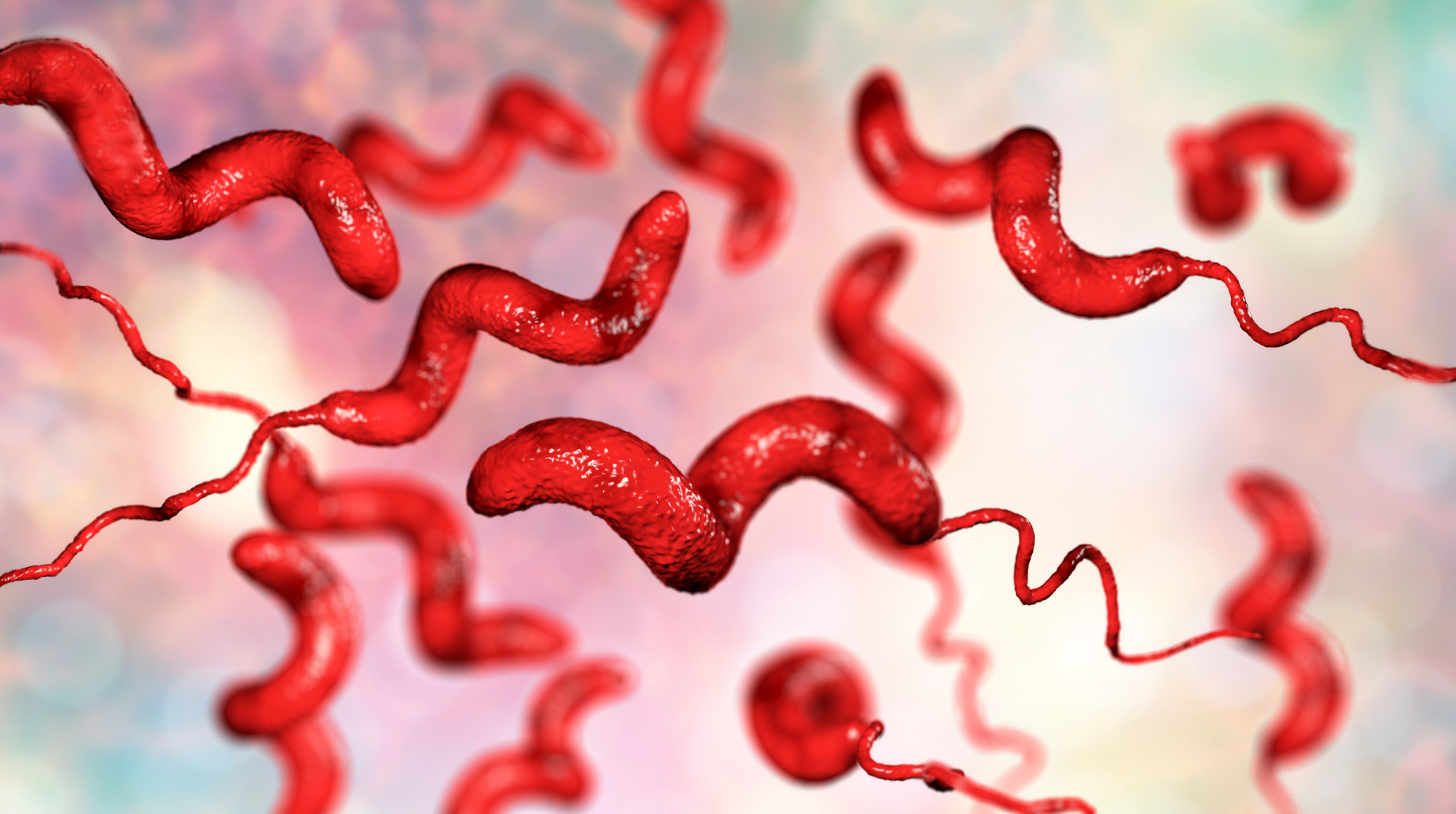 бактерии, мясо