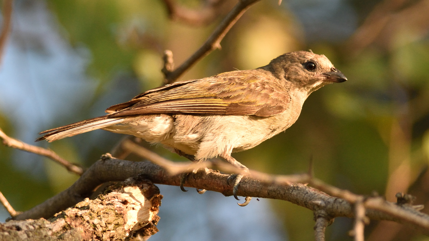 птицы-медоуказчики