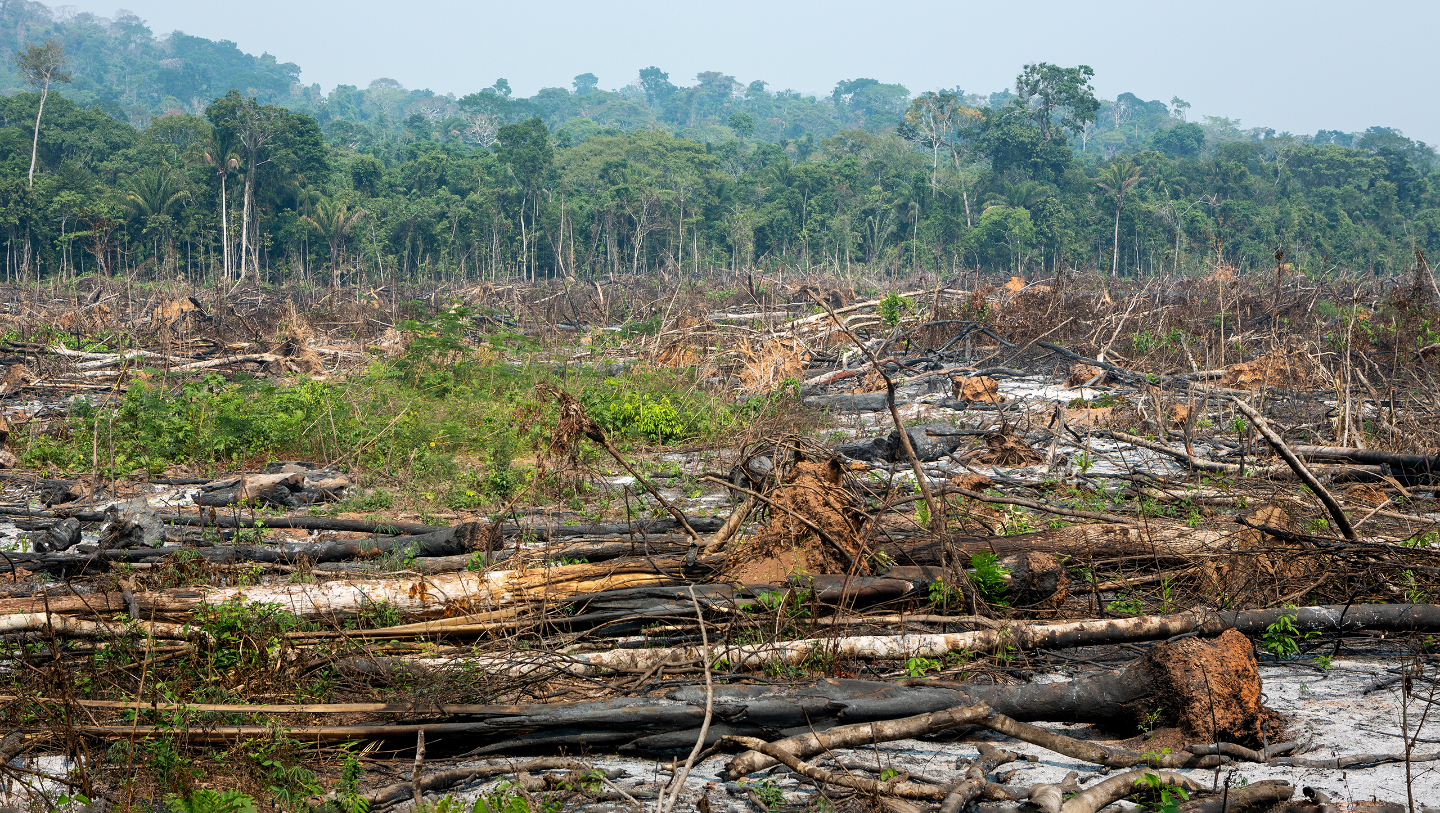 Вырубка лесов