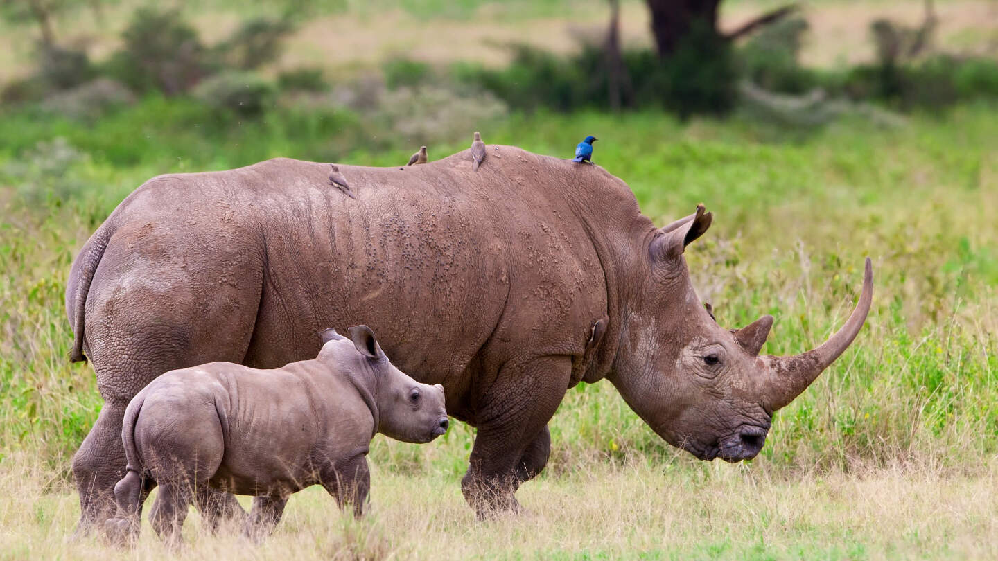 Образ жизни белого носорога