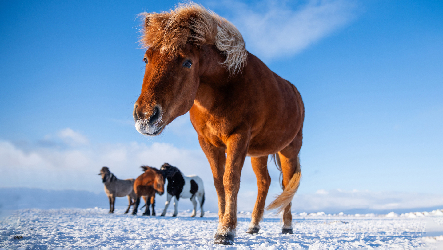 Зимние фотографии из жизни животных снегу, Vaclav, Vladymyr, Ondrej, Bachkova, ктото, зимой, стадо, исландских, будить, Небольшое, ProsickyShutterstockFOTODOMВетреный, лошадей, тигра, амурского, пробежка, BurdiakShutterstockFOTODOMБодрящая, преображает, весны, nataliatamkovichShutterstockFOTODOMА