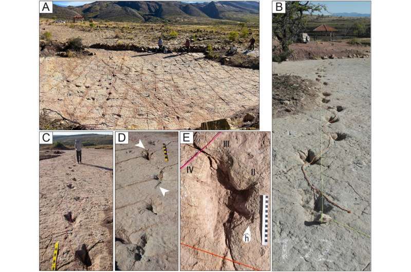 следы динозавров