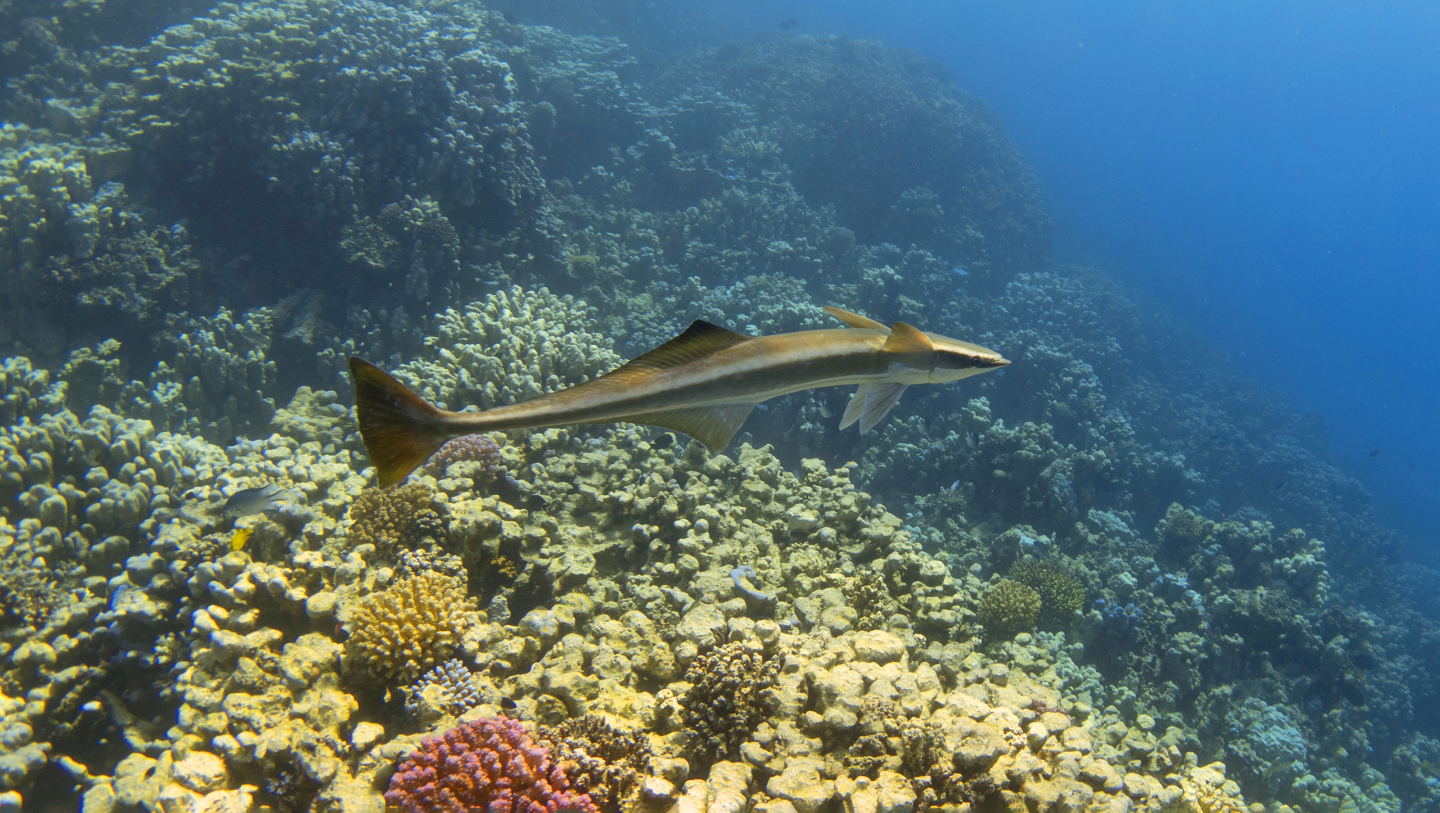 Рыба ремора