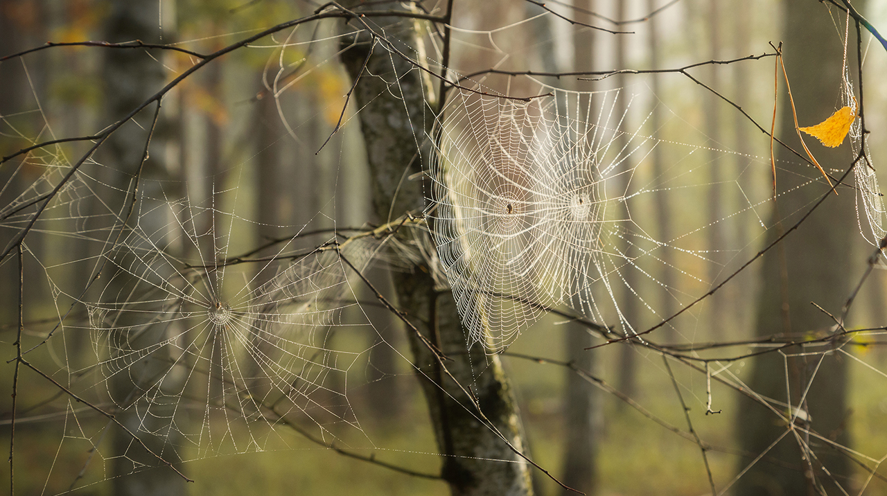 паутина, лес
