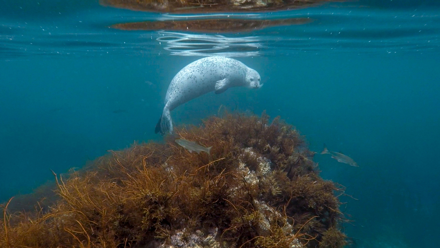 Любопытная ларга. Комментарий от автора:  «Фото сделано недалеко от бухты Спокойная, что в Японском море. Удалось немного поплавать с целым семейством нерп. Нам было любопытно посмотреть на них, а им на нас» 