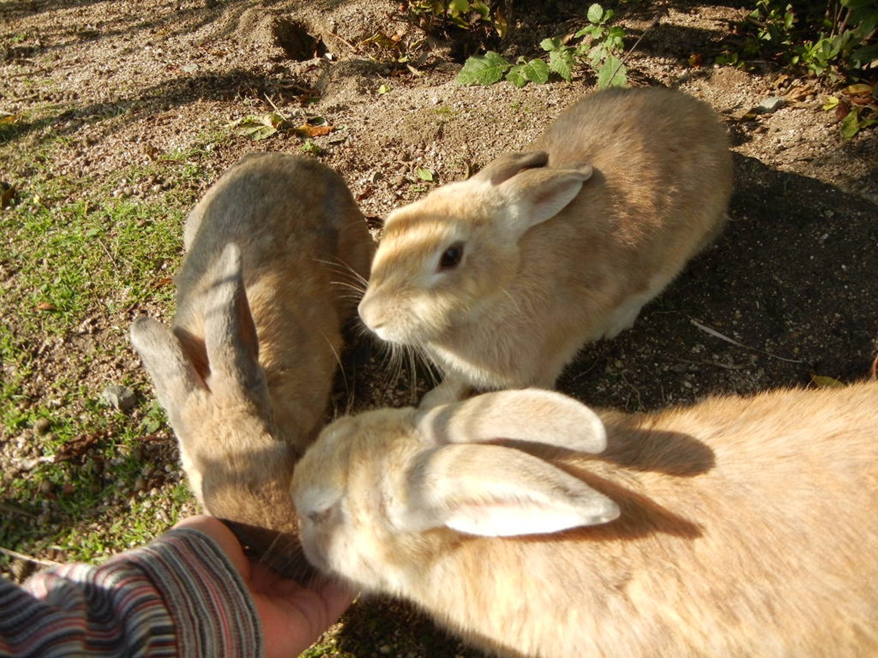 Остров Окуносима