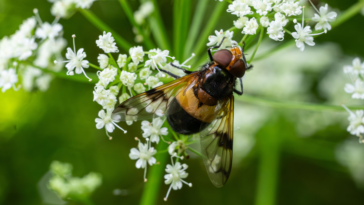Журчалка прозрачная