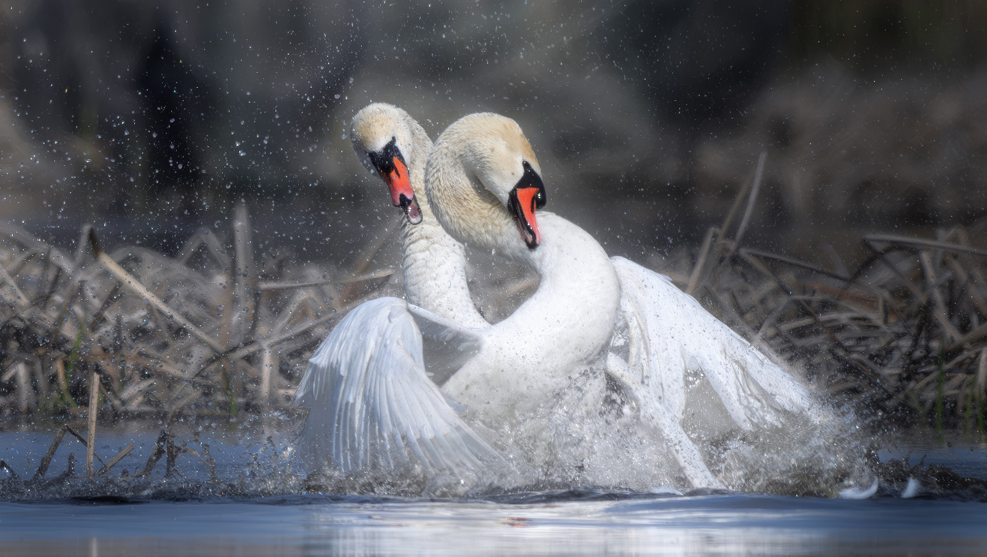 Речной бой. Лебеди-шипуны в Астраханском заповеднике