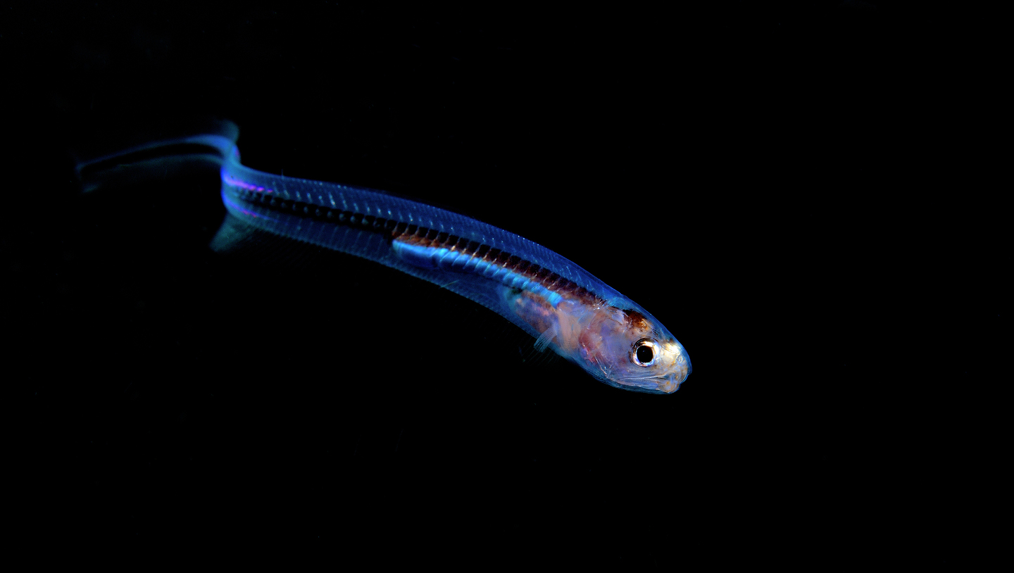 жемчужная рыба