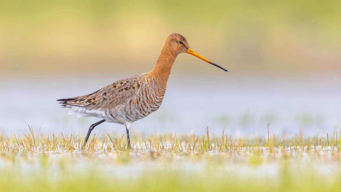 Большой веретенник