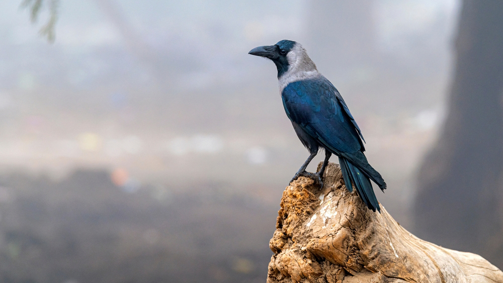 ворона, хищник