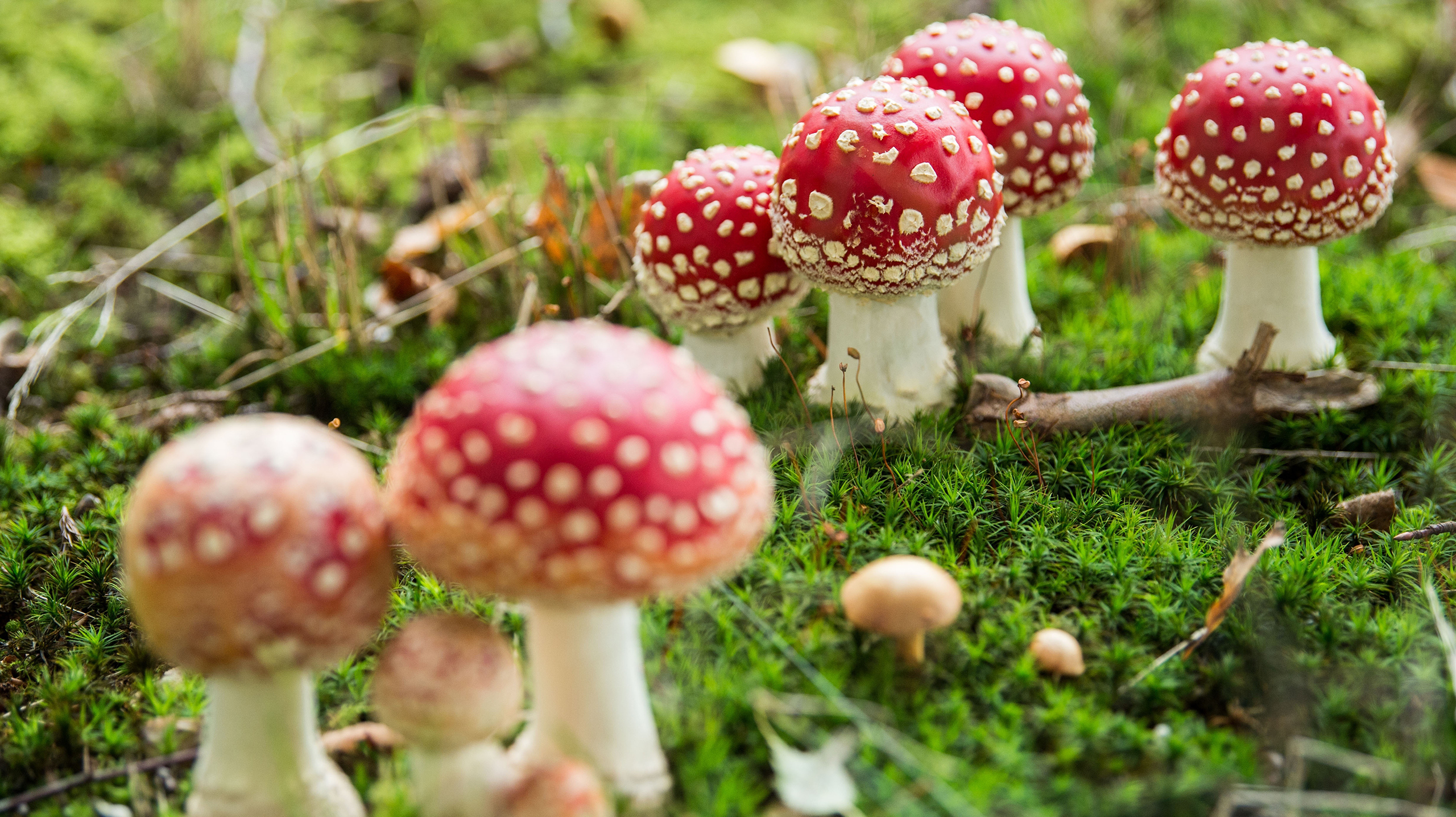 где растут мухоморы