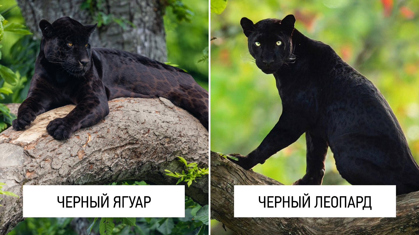 черный ягуар и черный леопард
