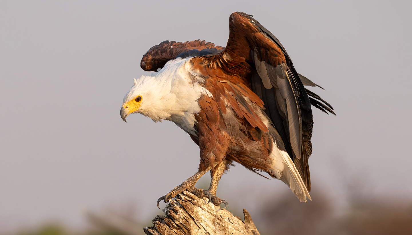 орлан-крикун