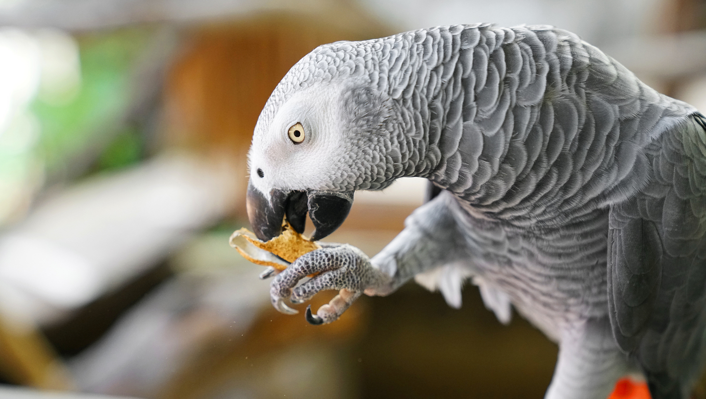 попугай Алекс