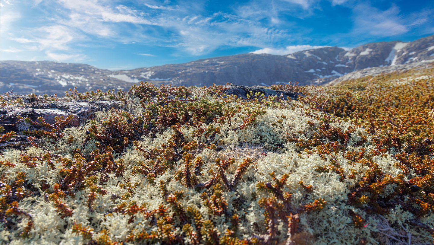 Ягель в тундре