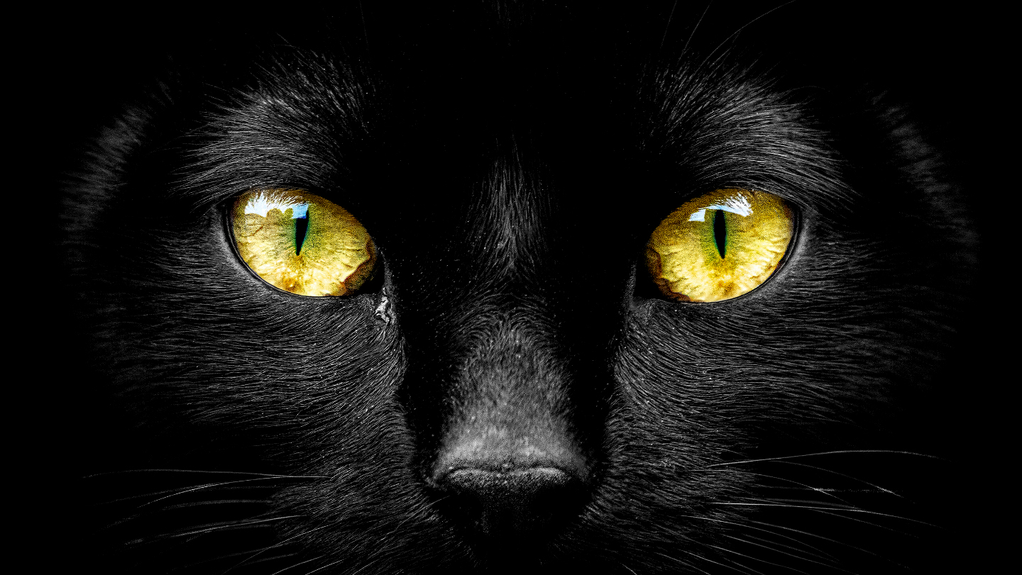 кошки, зрение