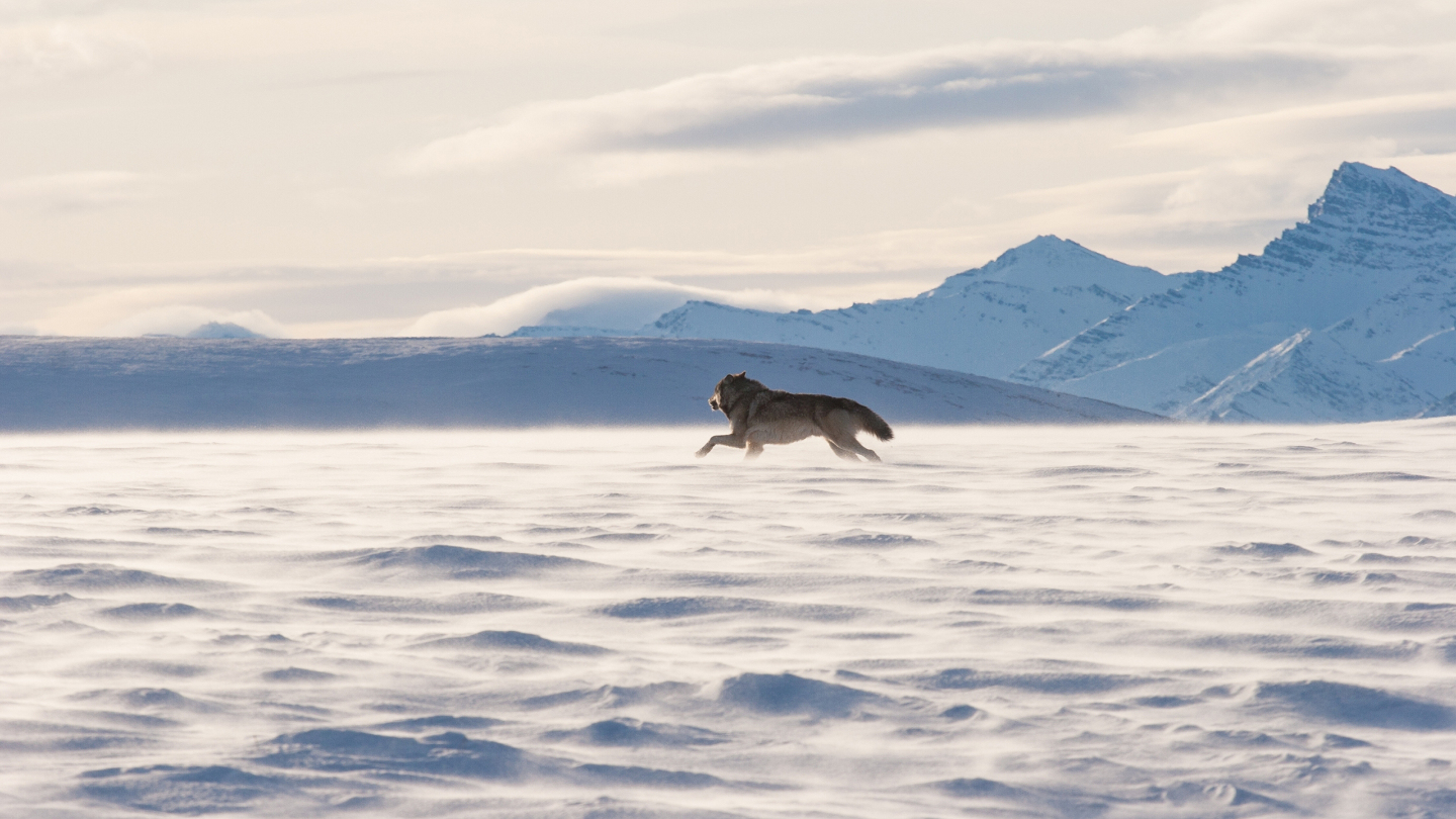 Гренландский волк