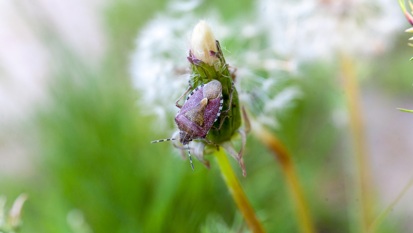 клоп вредная черепашка