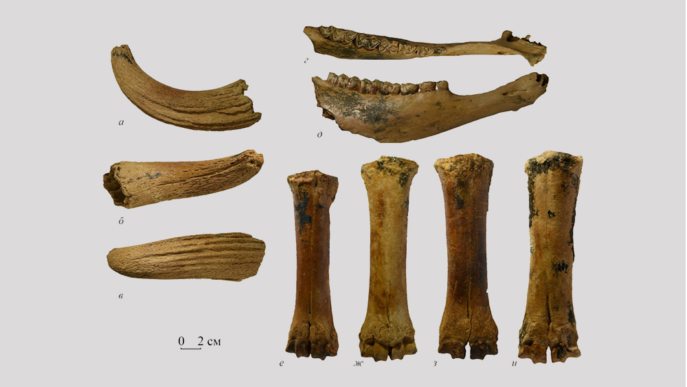 новый вид бизона